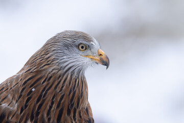 Red Kite head closeup (Milvus milvus)