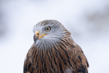 Red Kite head closeup (Milvus milvus)