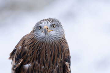 Red Kite head closeup (Milvus milvus)