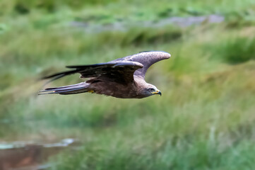 Red Kite head closeup (Milvus milvus)