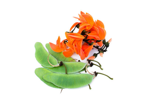 Butea monosperma flower and seeds on white background.