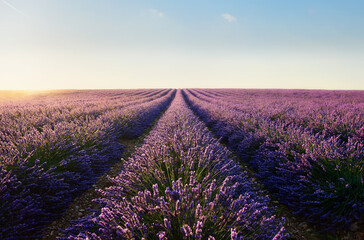 Fototapeta na wymiar lavender field with cloudy sky