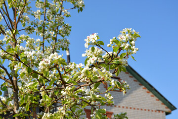 Blossoming of young pears in early spring. Pear flowers close-up on the background of a residential building. Nature awakening after a long winter. Fruit trees bloom in the garden.