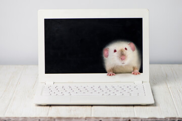 funny cute mouse looks with surprise from the laptop screen 