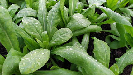 Seedling with water drops on the leaves close-up. Young plants are grown in a greenhouse. Flowers in the form of seedlings grow in a greenhouse.