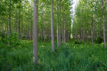 A young forest of poplar trees on the banks of the Danube River in Petrovaradin near Novi Sad, Serbia