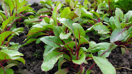 Water drops on the leaves of seedlings close-up. Young plants are grown in a greenhouse. Beet seedlings grow in a greenhouse.