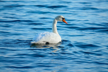 Seevögel an der Ostsee in Kühlungsborn, Mecklenburg-Vorpommern, Deutschland