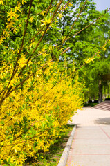 A large bush of bright yellow flowers of the Forsythia plant, Easter tree, in the park on a sunny day in early spring, a beautiful floral background.