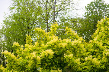 Spring landscape - bright green trees with young foliage on a bright warm sunny day in early spring.