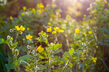 Flowers and leaves Celandine Chelidonium majus with natural sun light, early spring on a warm sunny day, a bright beautiful background.