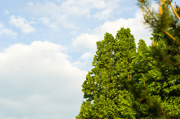 Spring landscape - bright green trees with young foliage on a bright warm sunny day in early spring.