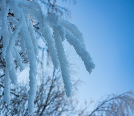 Close up of branches covered in thick frosting and ice on a cold clear winters day.