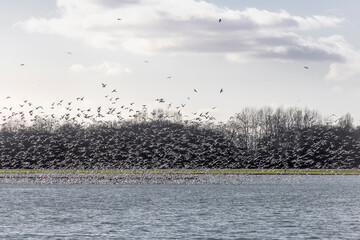 Large group of gulls above a lake in the east of the Netherlands.