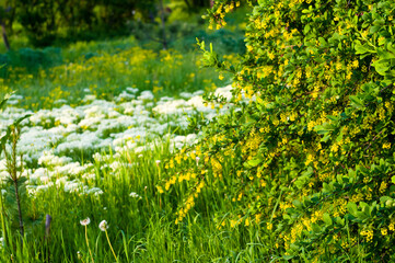 Fototapeta premium Spring Blooming field - bright green plants, grass and wildflowers with young foliage on a bright warm sunny day in early spring.