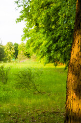 Spring landscape - bright green trees with young foliage on a bright warm sunny day in early spring.
