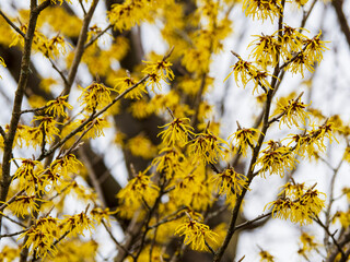 Hamamélis de Chine ou Hamamelis mollis à floraison hivernale à pétales jaune soutenu et parfumées, calice pourpré, sur des branches nues gris-brun à lenticelle claire