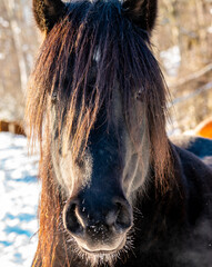Close up of a horse with long fur and mane, standing outside on a bright cold winters day.
