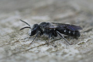 Closeup of a dark furrow solitary bee Lasioglossum in Gard France