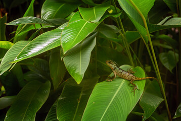 Emma Gray's Forest Lizard - Calotes emma, beautiful colored lizard from Southeast Asian forests, Thailand.