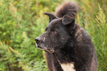 Fototapeta premium An old stray dog. She lives alone on the banks of the river.
