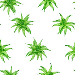 Aloe vera hand drawn watercolor seamless pattern isolated on white background. Fresh aloe green leaves design.