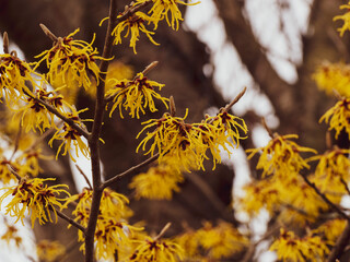 Hamamelis mollis | Hamamélis de Chine ou hamamélis mou, arbuste à magnifique floraison hivernale...