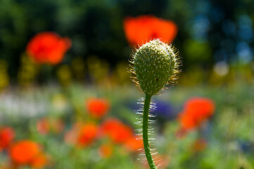 Poppy flowers or papaver rhoeas poppy in garden, early spring on a warm sunny day, bright beautiful background.