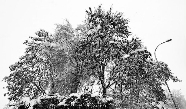 Bosque en invierno con nieve cayendo. 