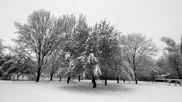 Bosque en invierno con nieve cayendo. 
