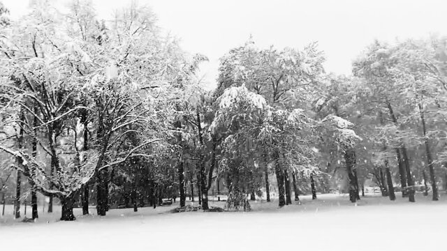 Bosque en invierno con nieve cayendo. 