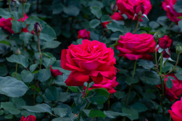 Rose flower bed In the garden.