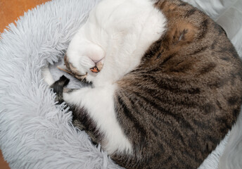 眠る猫　キジトラ猫