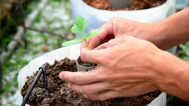 Farmer Plant The green melon Sapling in Crop bags