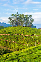 Fototapeta na wymiar Green tea plantations in Munnar, Kerala, India