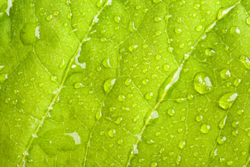 Green leaf with water droplets