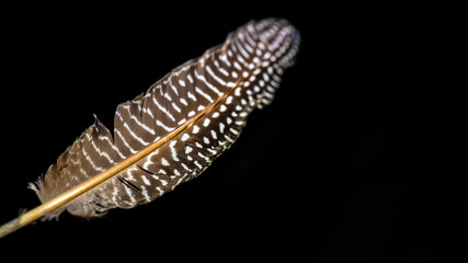 One spotted feather on a black background. Close-up.
