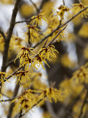 Hamamélis de Chine ou Hamamelis mollis à floraison hivernale à pétales jaune soutenu et parfumées, calice pourpré, sur des branches nues gris-brun à lenticelles claires