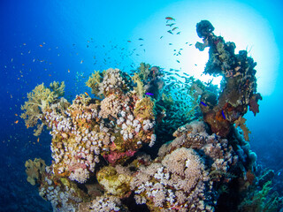 Naklejka na ściany i meble Coral bommie (Ras Mohammed, Sharm El Sheikh, Red Sea, Egypt)