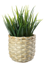 Decorative plastic grass in a wicker pot isolated on white