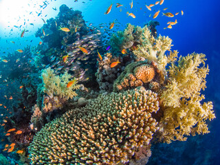 Coral bommie with schooling reef fish (Ras Mohammed, Sharm El Sheikh, Red Sea, Egypt)