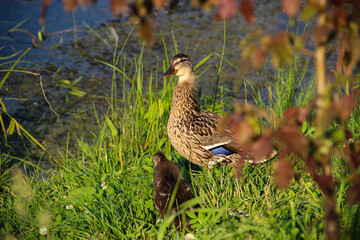 duck in the grass