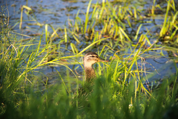 duck in grass