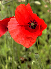 Coquelicot sauvage à Corlier, Bugey, France