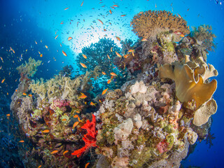 Fototapeta na wymiar Coral bommie with schooling reef fish (Ras Mohammed, Sharm El Sheikh, Red Sea, Egypt)
