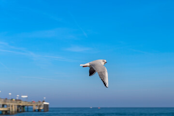 Seevögel an der Ostsee in Kühlungsborn, Mecklenburg-Vorpommern, Deutschland