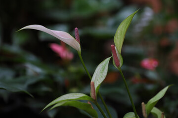 White anthurium flowers in the garden