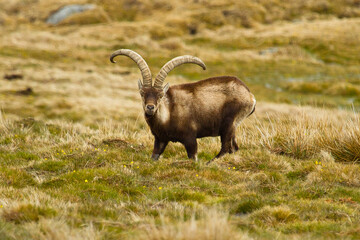 Capra pyrenaica, Iberian ibex, goat with large horns grazing, selective focus