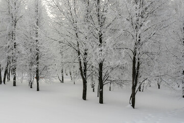 Fototapeta na wymiar Frosty trees in city park in winter