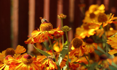 orange flowers with honey bee in the garden as floriculture collection